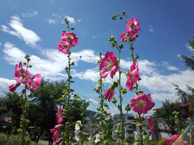 上まで咲けば梅雨明け タチアオイ 立葵 について